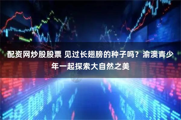 配资网炒股股票 见过长翅膀的种子吗？渝澳青少年一起探索大自然之美